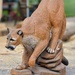 Mountain Lion