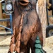 A Beary Warm Welcome!