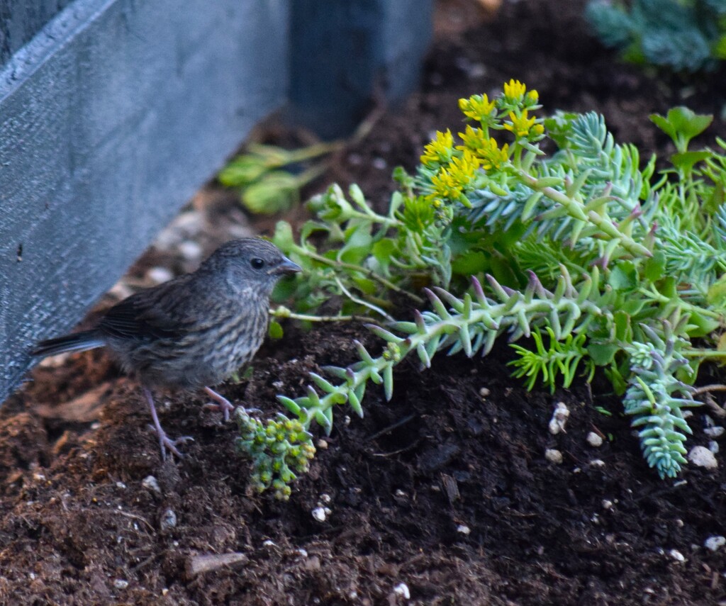 Dark Eyed Junco by richyoung