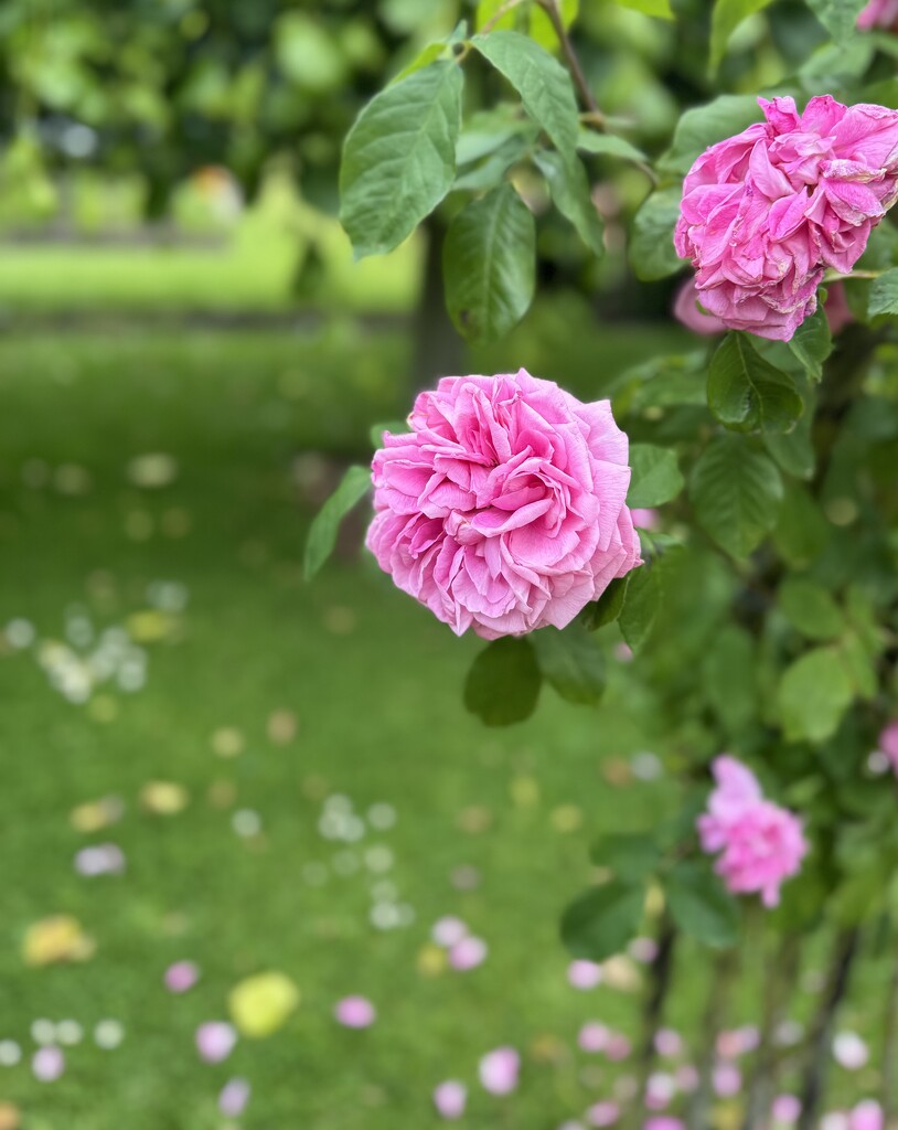 Roses by alipalk59