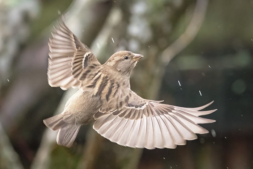 Rain Dance by helenw2