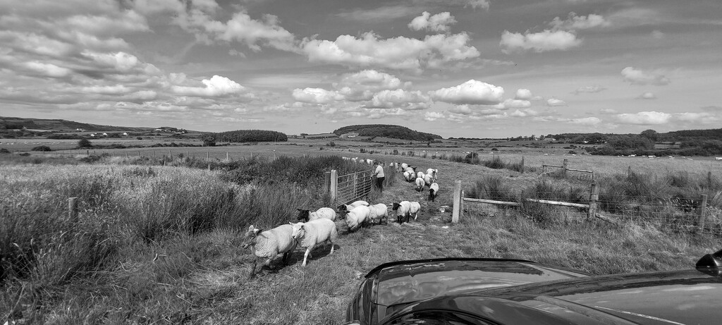 Sheep by frankiebhoy