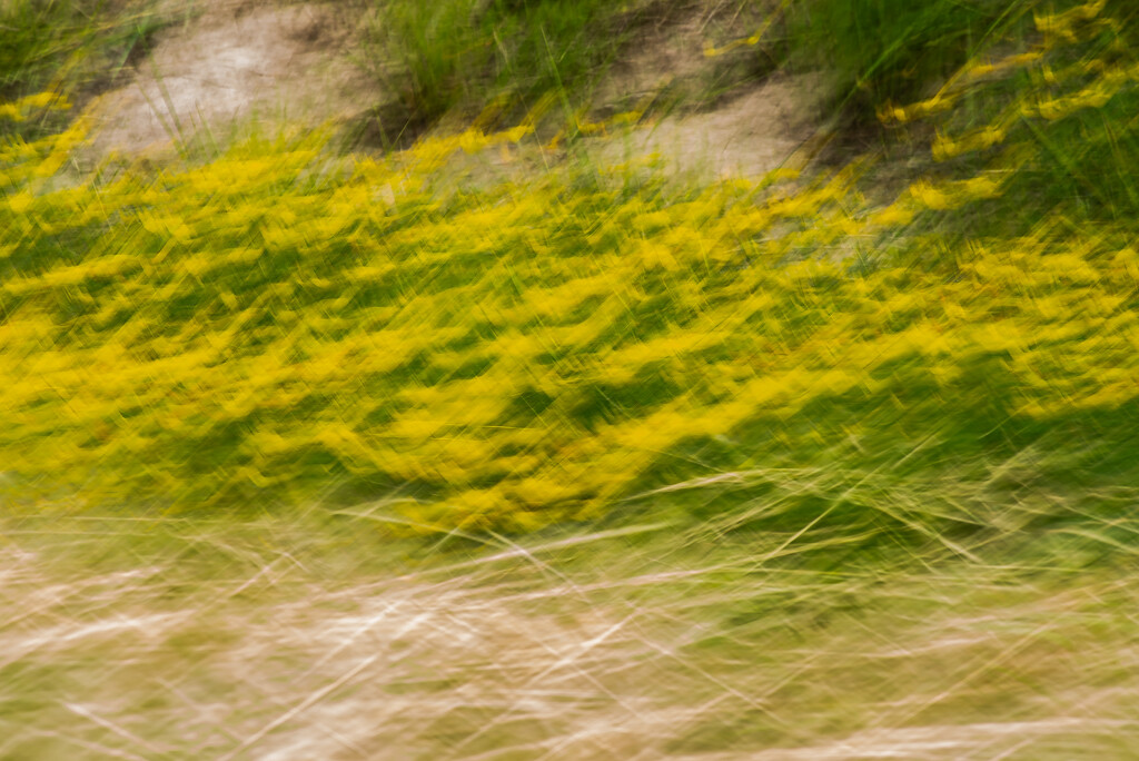 Buttercups by darchibald