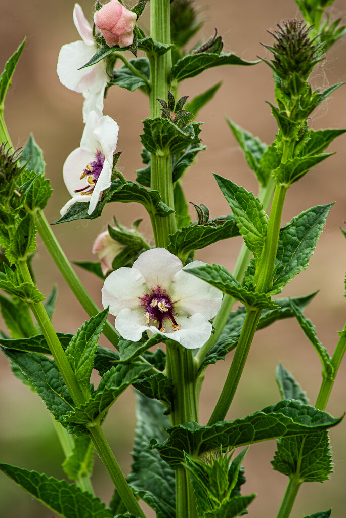 Moth mullein by darchibald