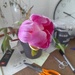indoor peony