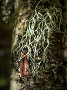 11th Jun 2025 - Lichen on birch tree