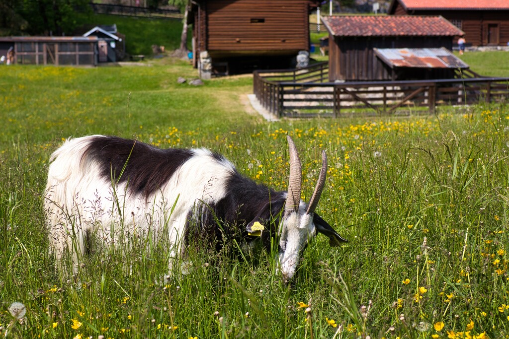 Goat by okvalle