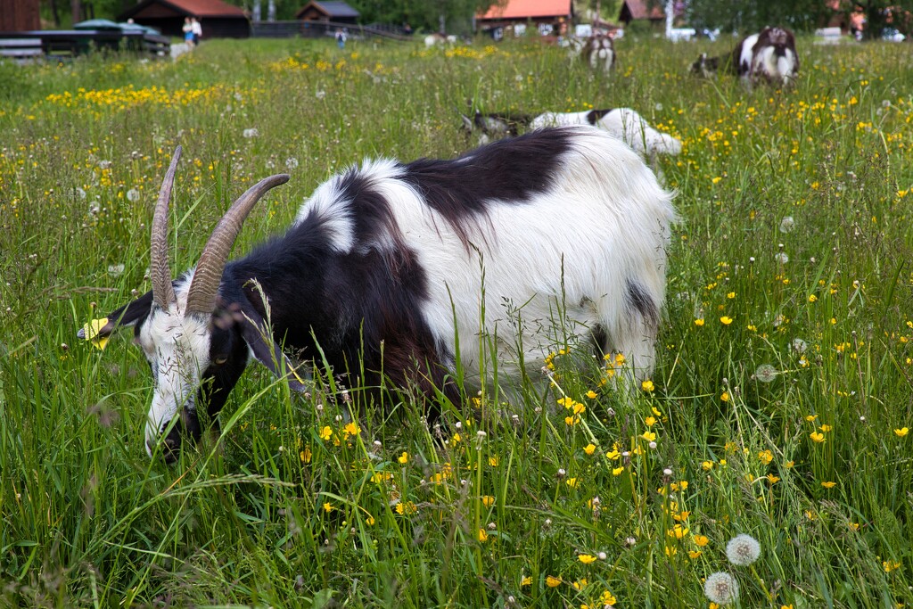 The same goat by okvalle