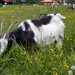 The same goat
