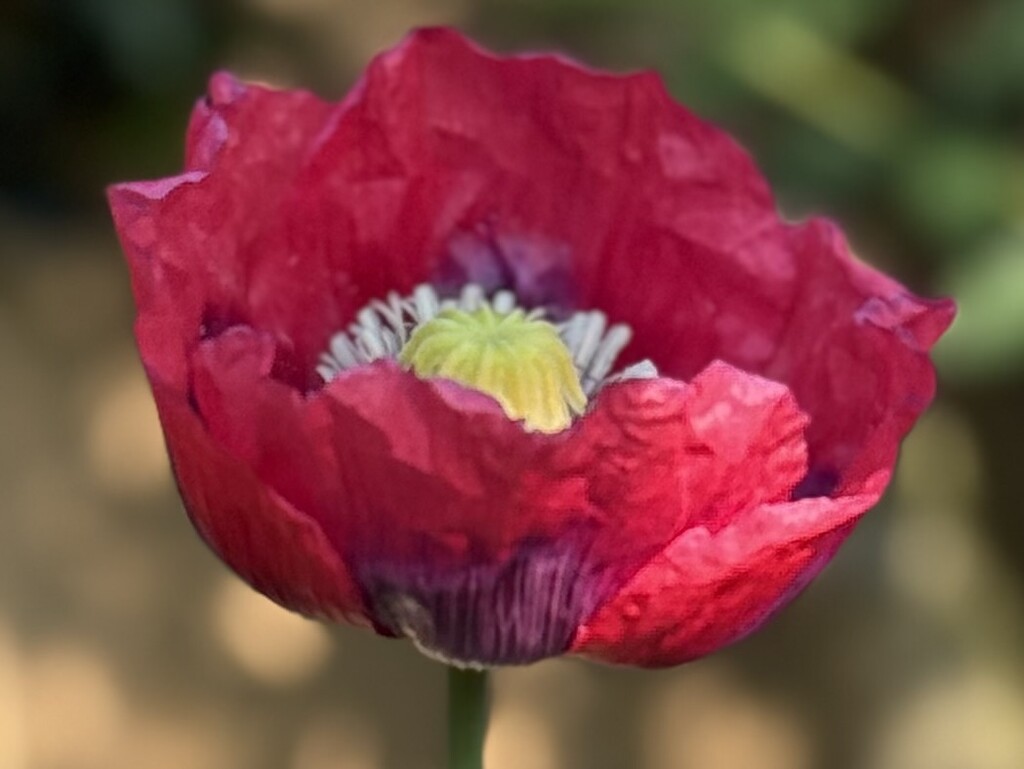 Poppy by phil_sandford
