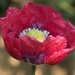 Poppy