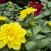 Yellow flowers