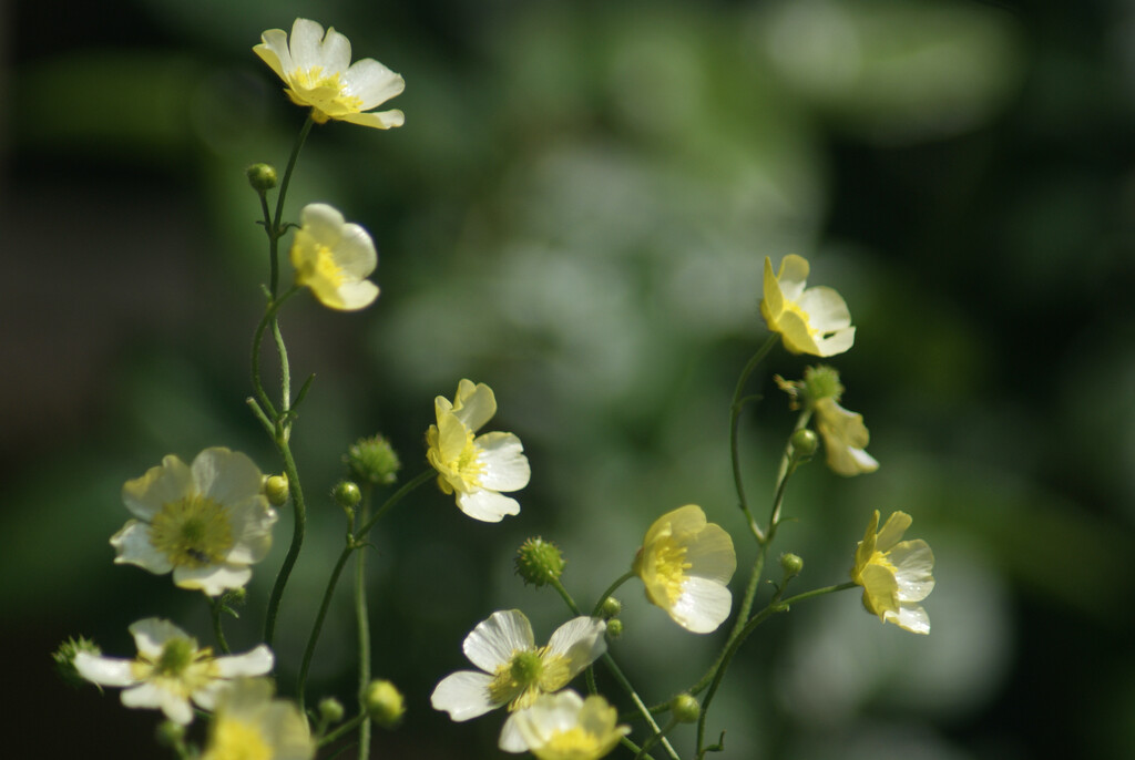 Ranunculus by 365projectmaxine