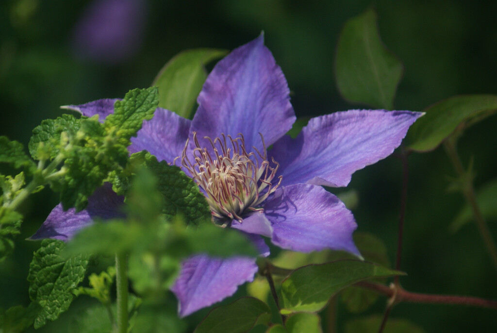 Clematis by 365projectmaxine