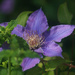Clematis