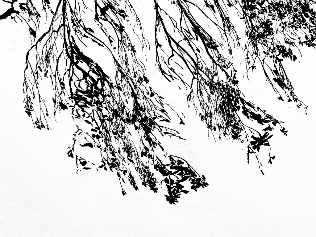 Leaves dancing in the summer wind  by joemuli
