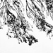 Leaves dancing in the summer wind 