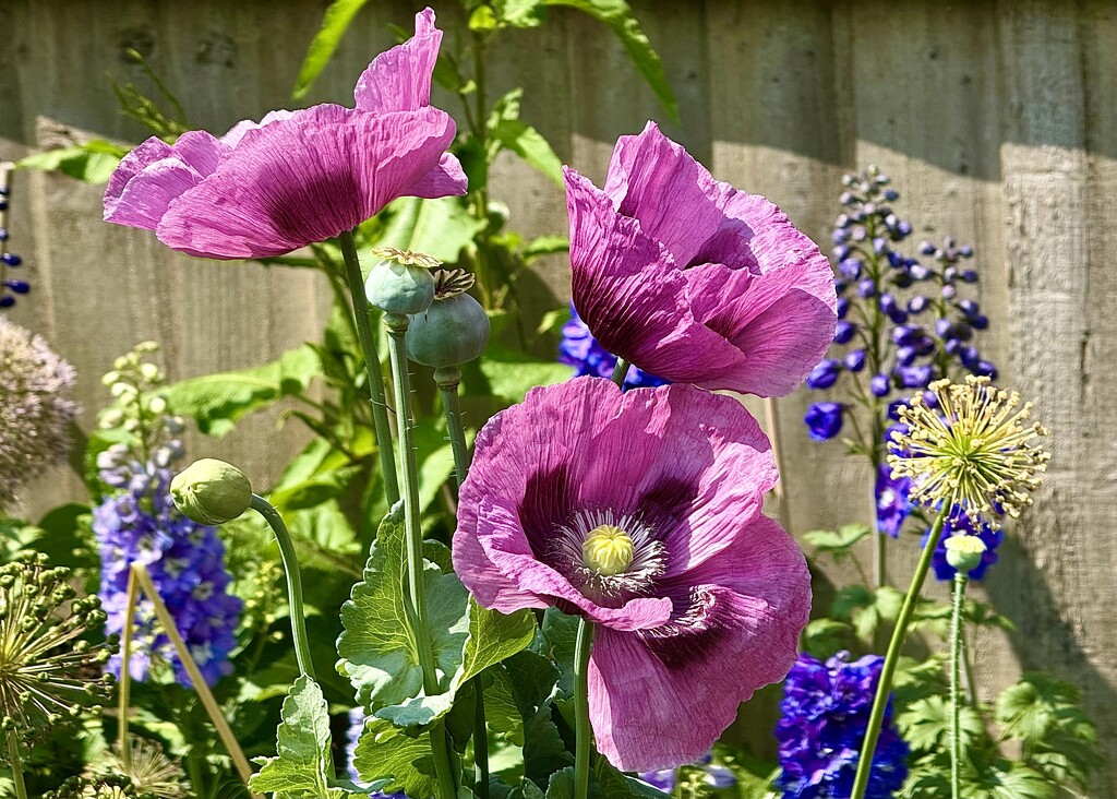Opium Poppies by carole_sandford
