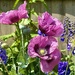 Opium Poppies
