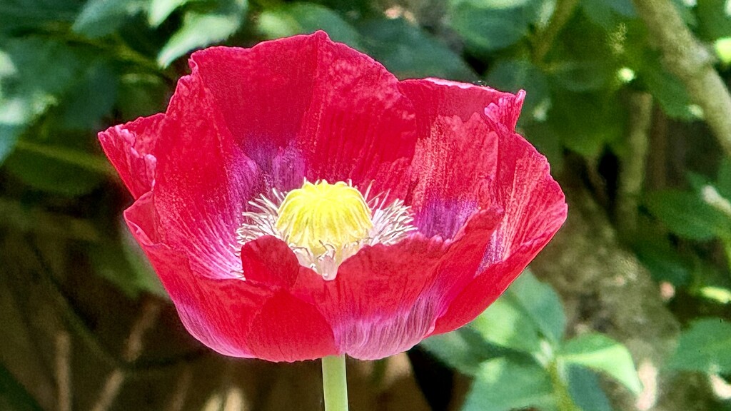 Shining Brightly  by carole_sandford