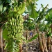 I didn’t expect to see a banana plantation…