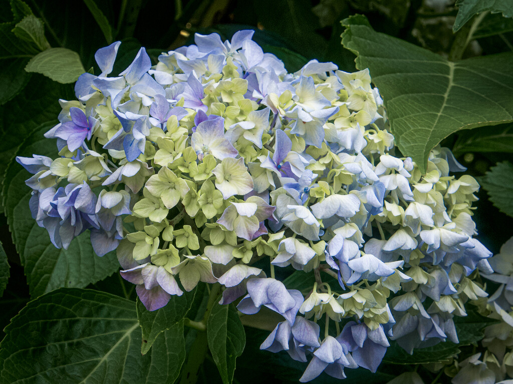 Soft Hues of Early Summer by matsonnestam
