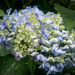 Soft Hues of Early Summer