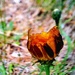 Backyard Wild Bloom