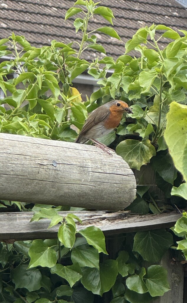 Mr Robin by anataliogmailcom