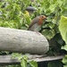 Mr Robin