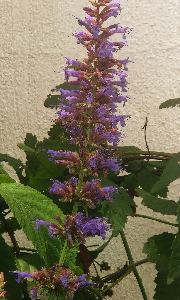 Agastache by alyclark