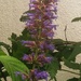 Agastache