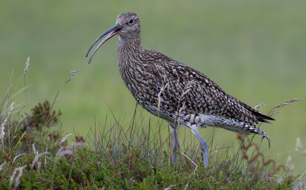 Curlew by lifeat60degrees