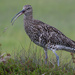 Curlew