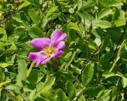11th Jun 2025 - Wild Rose