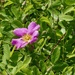 Wild Rose