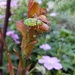 Phyllobius