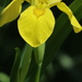Wild Yellow