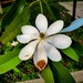 Sweet Bay Magnolia Flower