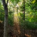 Morning Sunlight through the Trees