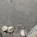 Wild Turtles
