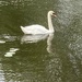 S Is for Swan