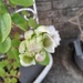Last clematis