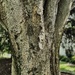 Textured Tree
