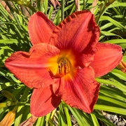 11th Jun 2025 - Sunrise Lily