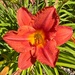Sunrise Lily