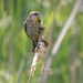 Redwing Blackbird (female)
