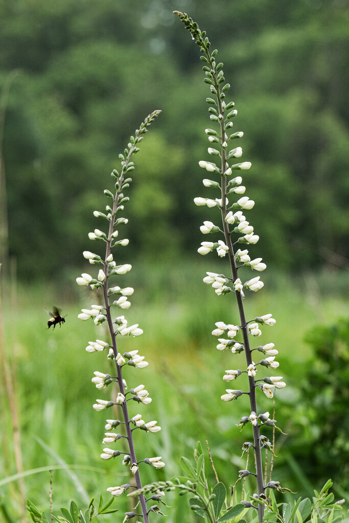 White Wild Ingigo by lsquared