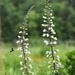 White Wild Ingigo