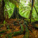 Ancient Veins of the Forest